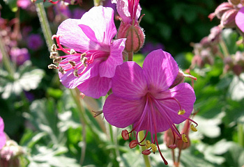 Герань Geranium Bevan`s Variety 