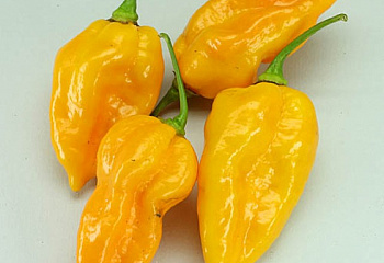 Перец острый Hot pepper Devilґs Tongue Yellow 