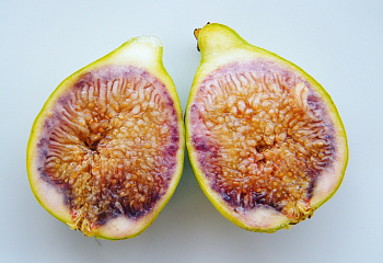 Инжир Fícus cárica Hollier Fig