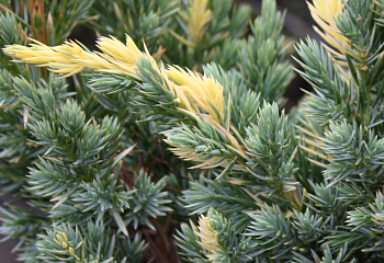 Можжевельник Juníperus Golden Flame 