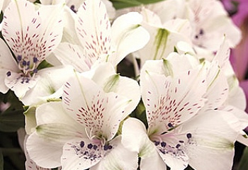 Альстромерия Alstroemeria Calyspo 