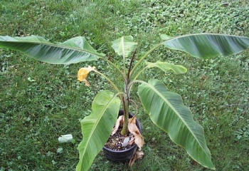 Musa banana THOMSONII  (Банан Томсона, Noltie) 