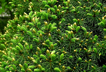 Ель канадская Picea canadensis Zuckerhut 