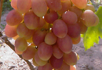 Виноград плодовый Vitis vinifera  Анжелика