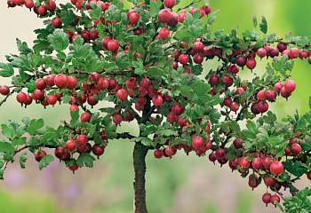 Крыжовник Ríbes úva-críspa на штамбе Hinnonmaki Rot