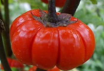 Баклажан Eggplant Red Ruffled F1 