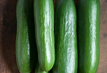 Огурец Cucumber Diva 