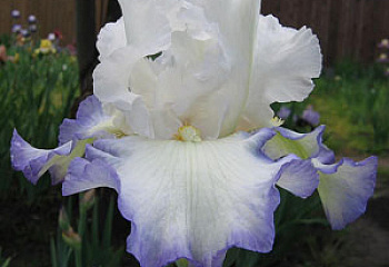 Ирис Íris Dream Island 