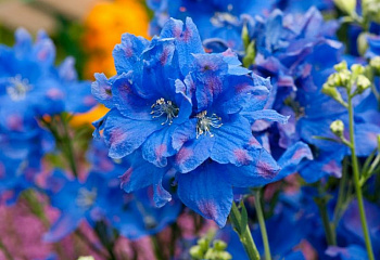 Дельфиниум Delphinium Diamond 