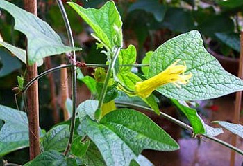 Страстоцвет (пассифлора) Лимонная 
