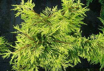 Можжевельник Juníperus King of Spring 