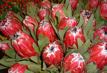 Протея или Сахарный кустарник Protea Sheila 