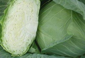 Капуста кочанная Cabbage Autumn Queen 