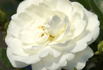Роза  Rósa White Babyflor 