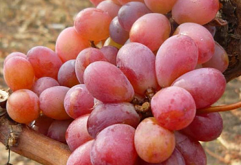 Виноград плодовый Vitis vinifera Scarlet Royal