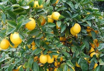 Лимон Citrus limon Moscow 
