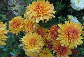 Хризантема Chrysanthemum Burly 