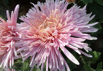 Хризантема Chrysanthemum Isabelle 