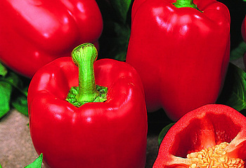 Перец сладкий  Sweet pepper Cabernet Hybrid 