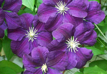 фото: Клематис Etoile Violette Клематис Etoile Violette