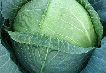 Капуста кочанная Cabbage Amtrak 