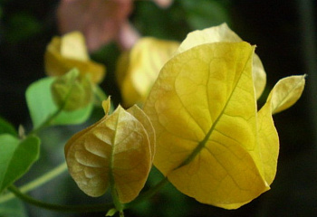 Бугенвиллия или Бумажный цветок  Bougainvillea Sinai Gold 