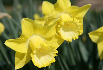 Нарцисс Narcissus Spellbinder 