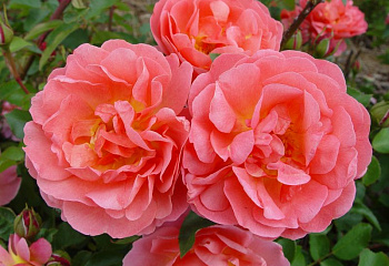 Роза Rósa Elizabeth Of Glamis 