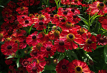 Гелениум Helenium Dunkle Pracht 