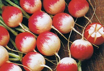 Редис Radish Gaudry 