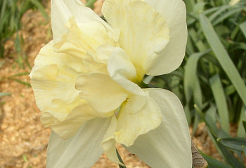 Нарцисс Narcissus Roussillon 