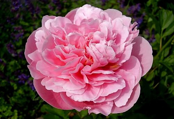 фото: Пион Late Pink Пион Late Pink