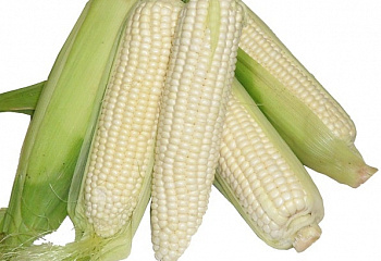 Кукуруза Sweetcorn White nighting milling corn 