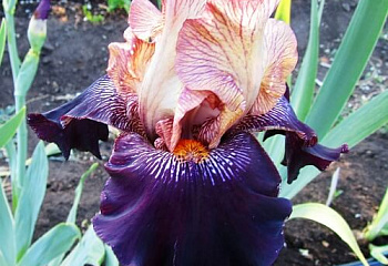 Ирис Íris Action Packed 