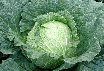 Капуста савойская  Savoy cabbage Estrema 