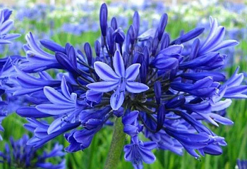 Лилия африканская или Цветок любви Agapanthus Midnight Blue 