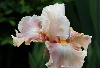 Ирис Íris Going Home 