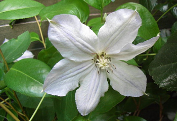 Клематис Clématis Alba 