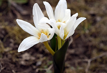 фото: безвременник Совича Snow White безвременник Совича Snow White