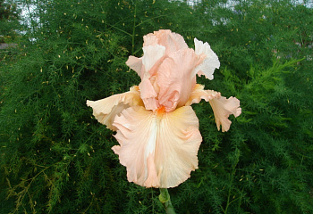 Ирис Íris Broken dreams 