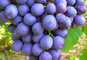 Виноград плодовый Vitis vinifera  Агат Донской