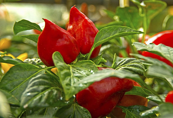 Перец сладкий  Sweet pepper Pimento 