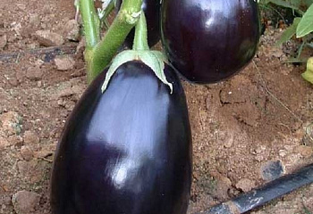 Баклажан Eggplant Perfection F1 