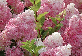 Гортензия метельчатая Hydrangea paniculata Sundae Fraise 