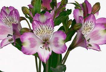 Альстромерия Alstroemeria Hawii Dream 