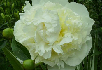 Пион Duchesse de Nemours 