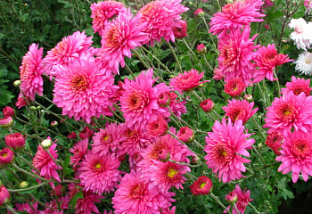 Хризантема Chrysanthemum Stelutza 