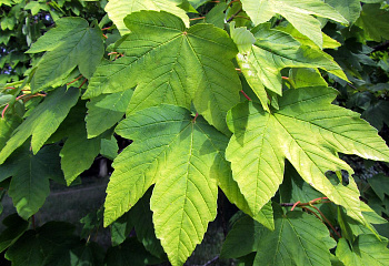 Клён ложноплатановый Acer pseudoplatanus Bruchem 