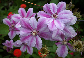 Клематис Clématis Girenas 