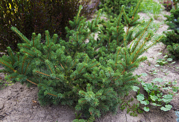 Ель колючая Picea pungens Lucky Strike 